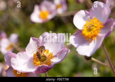 bee pollinates light pink flowers with yellow heart on beautiful sunny day in garden Stock Photo