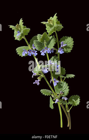 Gundelrebe; Glechoma, hederacea; essbar Stock Photo