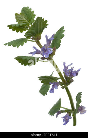 Gundelrebe; Glechoma, hederacea; essbar Stock Photo