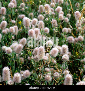 Hasen-Klee, Trifolium arvense, Maeuseklee, Hasenklee, Hasen-Klee, Trifolium arvense, Maeuseklee, Hasenklee,