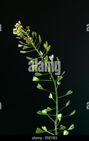 Hirtentaeschelkraut, Capsella bursa-pastoris, Hirtentaeschel,