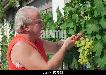 Man in vineyard picking grapes Stock Photo