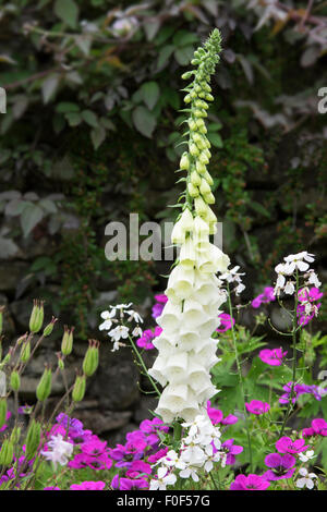 A roadside foxglove in the hamlet of Conistone, Wharfedale, Yorkshire Dales National Park, England Stock Photo