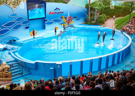 Dolphin Show At The Zoomarine Theme Park Guia Algarve Portugal Stock Photo