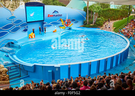 Dolphin Show At The Zoomarine Theme Park Guia Algarve Portugal Stock Photo