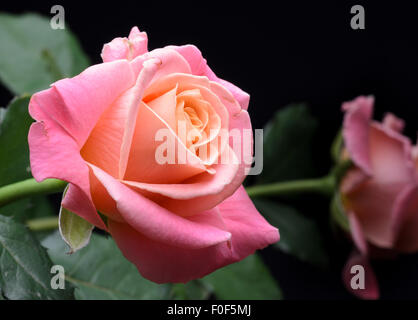 Yellow, orange, pink creamy roses isolated on black background, multicolor, dreamy soft colors. Stock Photo