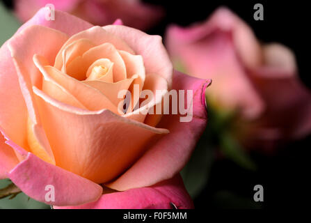 Yellow, orange, pink creamy roses isolated on black background, multicolor, dreamy soft colors. Stock Photo