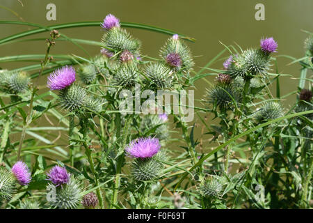 Spear thistle, Cirsium vulgare, flowering by the Kennet & Avon Canal, Berkshire, July Stock Photo