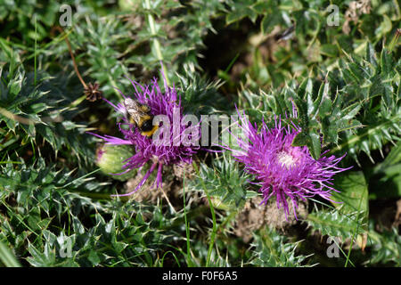 A dwarf thistle, Cirsium acaule, plant with two flowers and a visiting bumblebee in short grassland, Berkshire, July Stock Photo