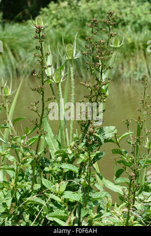 Common figwort, Scrophularia nodosa, flowering on the bank of the Kennet & Avon Canal, Berkshire, England, UK, July Stock Photo