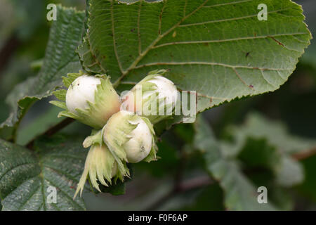 Hazel nuts, Corylus avellana, maturing on the tree in summer, Berkshire, July Stock Photo