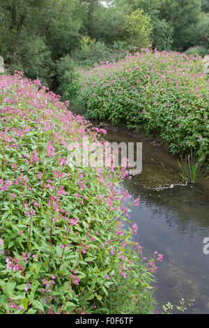The invasive Himalayan Balsam (Impatiens glandulifera) along an English waterway, England, UK