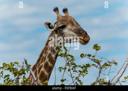 Giraffe eating leafs of a tree in Nxai Pan. A long neck is ideal for high trees. Stock Photo