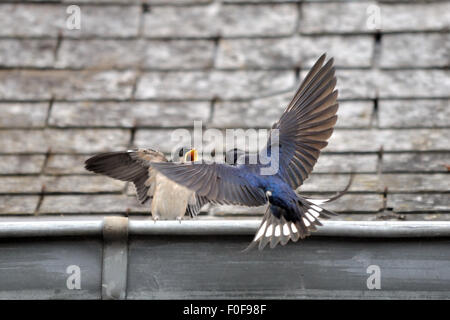 House martin (Delichon urbicum) chick being fed by adult Stock Photo