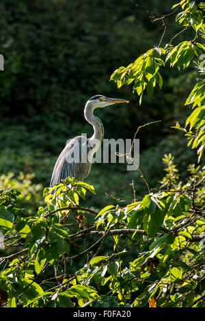 Grey heron (Ardea cinerea) perched in tree Stock Photo