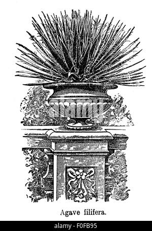 Engraving of ornamental garden with thread agave plant (Agave filifera) in stone vase Stock Photo
