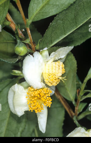 Teepflanze, Camellia sinensis, Bluete, Stock Photo
