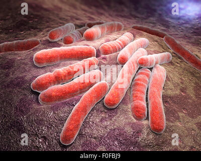 Bacteria Mycobacterium tuberculosis, the causative agent of ...