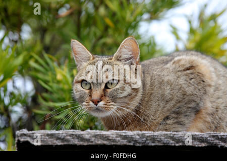 Felis silvestris lybica фото