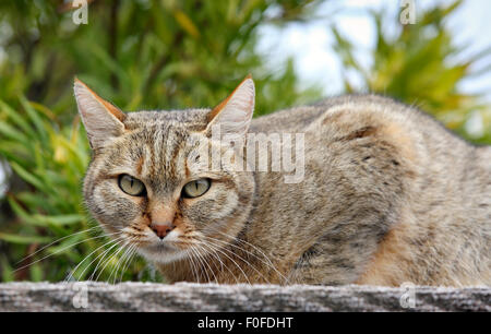 Felis silvestris lybica фото