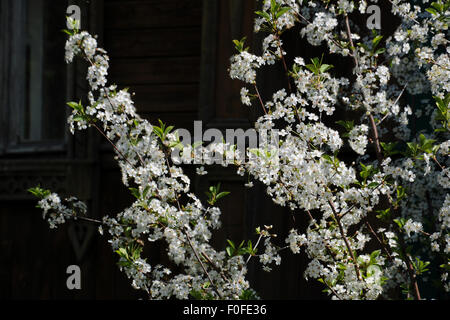 Sour cherry blossoms in the old wooden house. Dark background. Stock Photo