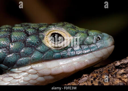 Alligator lizard, Abronia graminea is an endangered arboreal alligator lizard