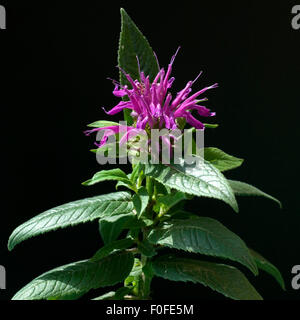 Indiandernessel, Monarda Stock Photo
