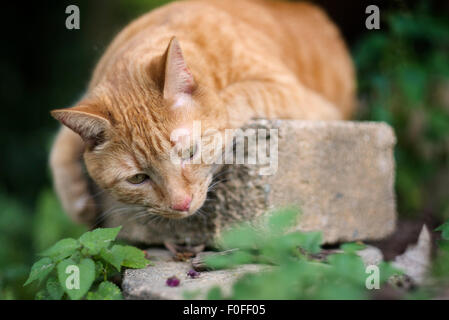 Orange tabby cat lying down outdoors watching things. Stock Photo