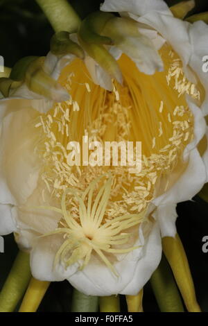 Night blooming cereus,  Hylocereus undatus, also known as the Queen of the Night Stock Photo