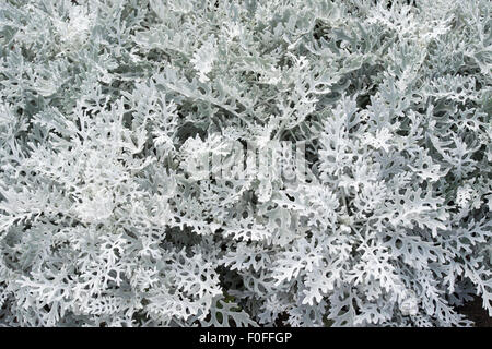 Senecio cineraria 'Silver Dust'. Silver ragwort 'Silver Dust' Stock Photo