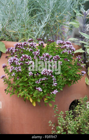 Thymus vulgaris. Common thyme / Garden thyme flowering with other herbs in terracotta plant pots Stock Photo