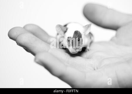 Pet mouse on palm of hand, looking at camera Stock Photo