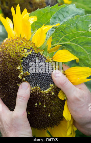 Helianthus annuus. Hnads holding a sunflower going to seed Stock Photo
