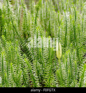 Keulen-Baerlapp, Lycopodium clavatum, Stock Photo