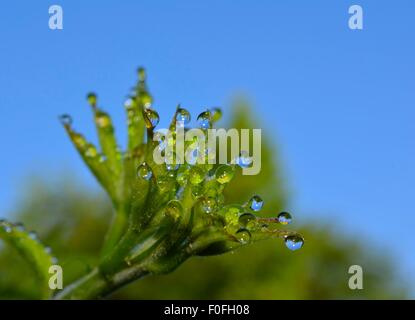Dew drops on fresh new sprouting blackberry leaves Stock Photo