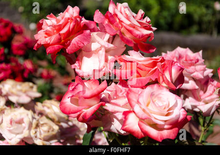 Roses from Portland's famous International Rose Test Garden in Washington Park, Oregon. Stock Photo