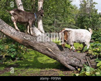 Bearded Boer Goat, communicating with female,  leaning birch tree trunk. Stock Photo