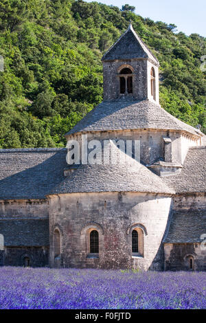 The 12th century Romanesque Cistercian Abbey of Notre Dame of Senanque, in flowering lavender fields of Provence, France, Europe Stock Photo