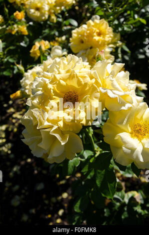 Roses from Portland's famous International Rose Test Garden in Washington Park, Oregon. Stock Photo