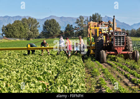 Farmer with field workers harvesting 'Iceberg' lettuce. Stock Photo