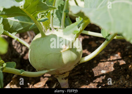 Kohlrabi aka German turnip or turnip cabbage (Brassica oleracea) Stock Photo