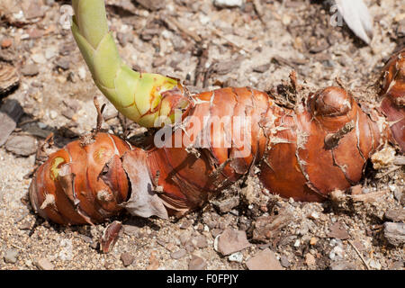 Kahili ginger, aka Kahila garland-lily, or ginger lily roots (Hedychium gardnerianum) Stock Photo