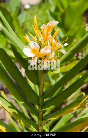 Ginger lily flowers (Hedychium) Stock Photo