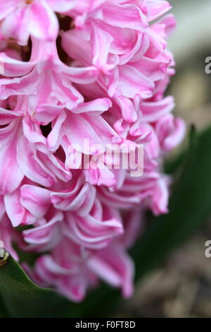 Close up view of pink Hyacinth flower in full bloom Stock Photo