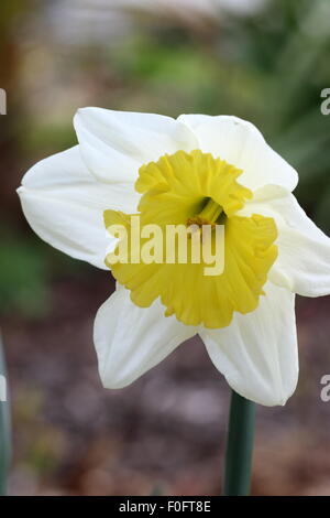 Close up of single Daffodil Stock Photo