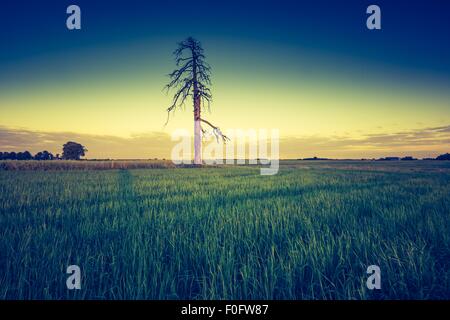Vintage photo of green field landscape photographed in late spring. Polish green field with old tree with vintage mood effect. Stock Photo