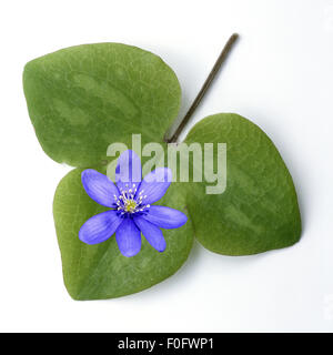 Leberbluemchen, Hepatica, nobilis, Winterblueher, Anemone hepatica, blaue blueten, blau, Blume des Jahres 2013, - Stock Photo