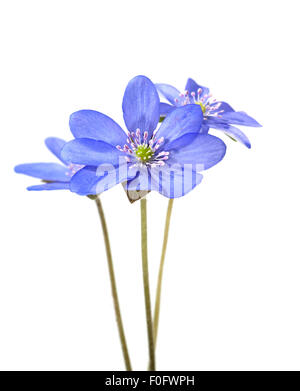 Leberbluemchen, Hepatica, nobilis, Winterblueher, Anemone hepatica, blaue blueten, blau, Blume des Jahres 2013, -