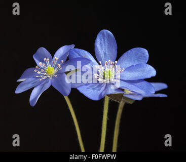 Leberbluemchen, Hepatica, nobilis, Winterblueher, Anemone hepatica, blaue blueten, blau, Blume des Jahres 2013, -