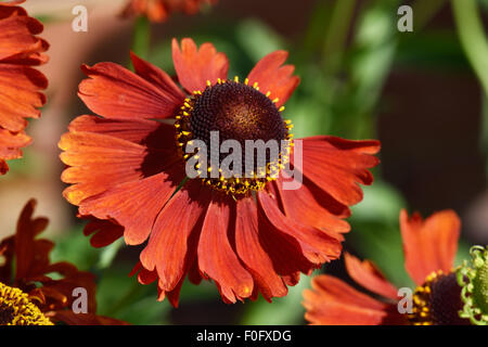 yellow orange flower of Helenium 'Moorheim Beauty' a perennial garden ornamental, Berkshire, July Stock Photo